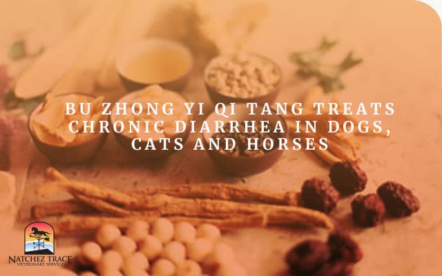 Bu Yang Huan Wu Treats Ataxia in Dogs, Cats & Horses