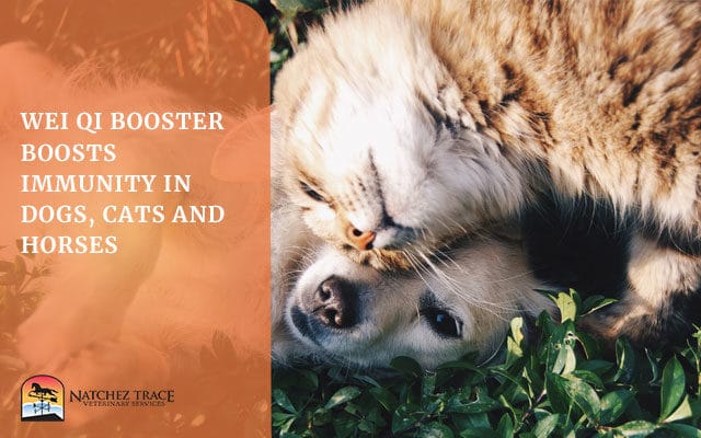 Dog and cat happily playing