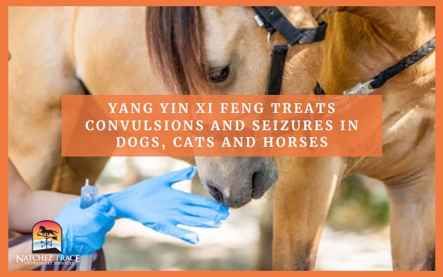 Horses being examined for yang yun xi feng treatment