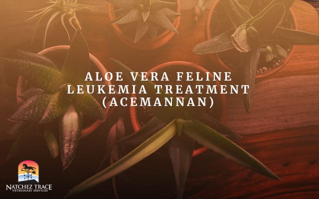 Image for Aloe Vera Feline Leukemia Treatment (Acemannan)