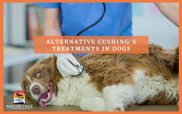 Examining dog for alternative treatment