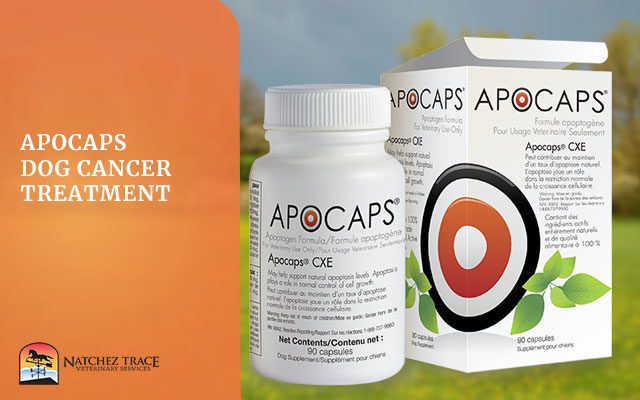 Picture Of Apocaps For Dog's Cancer