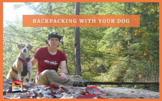 Dog on camping trip
