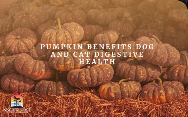Pumpkin Benefits Dog and Cat Digestive Health