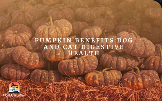 A Picture of Pumpkin for Dog and Cat Digestive Health
