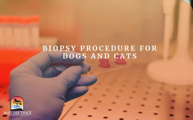 Image for Biopsy Procedure for Dogs and Cats