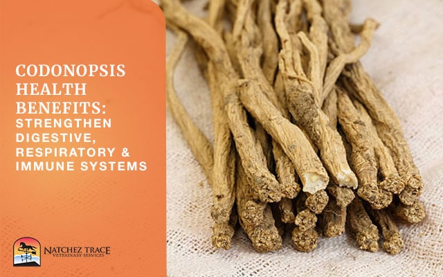 Image for Codonopsis Health Benefits: Strengthen Digestive, Respiratory & Immune Systems Image for Codonopsis Health Benefits: Strengthen Digestive, Respiratory & Immune Systems