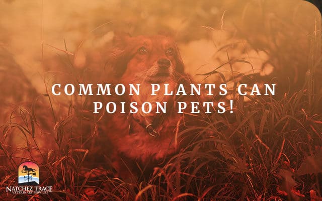 Common Plants Can Poison Pets!