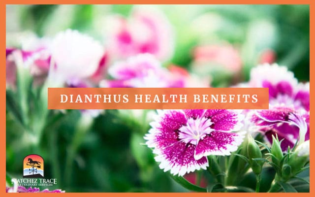 Picture Of Dianthus Flower WIth Health Benefits