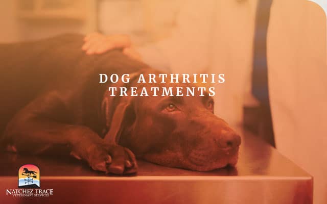 Examing Dog With Arthritis
