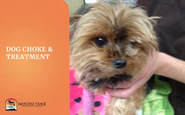 Image for Dog Choke & Treatment Image for Dog Choke & Treatment