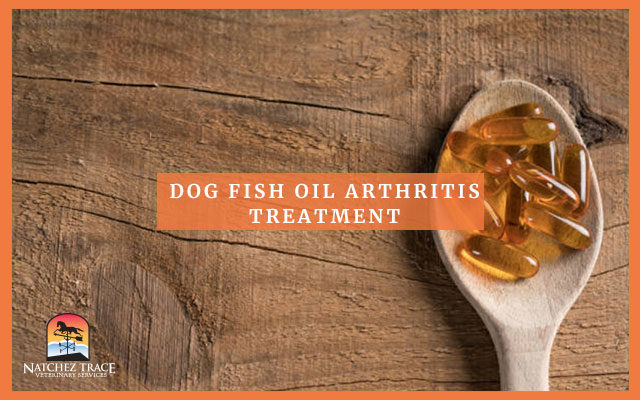 Capsule Treatment For Dog Arthritis