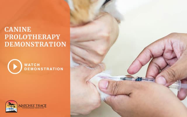 prolotherapy in dogs