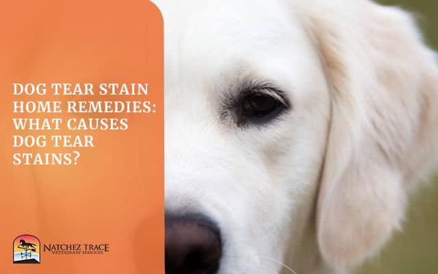 A Picture of Dog with Tear Stain