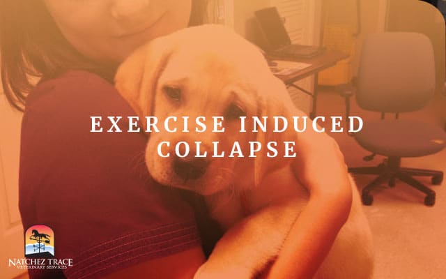 Image for Why Test For Exercise Induced Collapse?