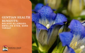 Picture Of Gentian Flower With Health Benefits