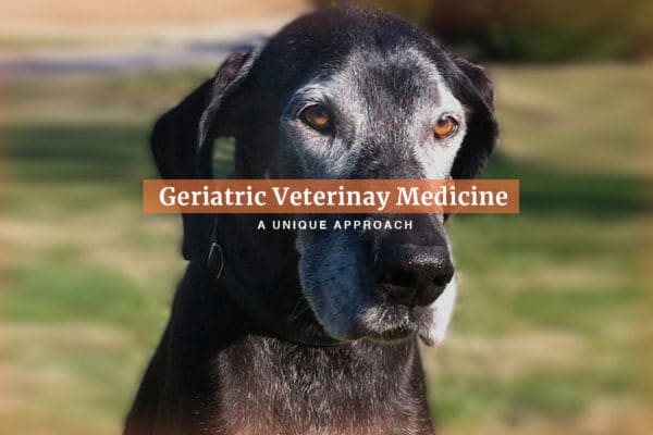 Geriatric Veterinary Medicine