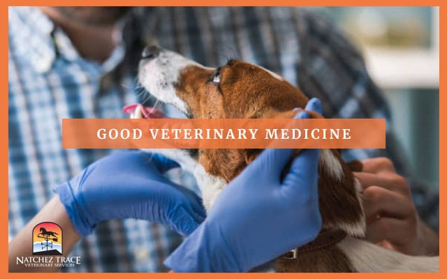 A happy dog receiving good veterinary medicine