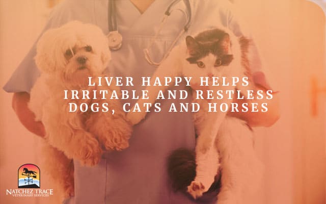 Picture of Dog and Cat That A Happy Liver