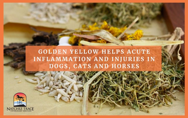 A Picture of Some Herbs that Helps Acute Inflammation and Injuries in Pets