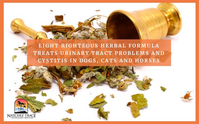 Herbal Formula That Can Treat Urinary Problem In Pets