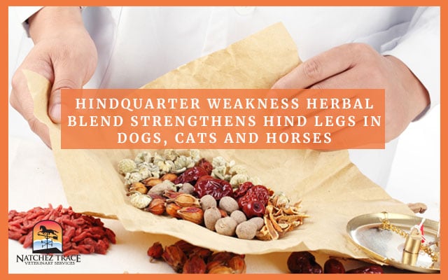 Picture of Herbal Blend That Can Strengthen Hind Legs In Pets