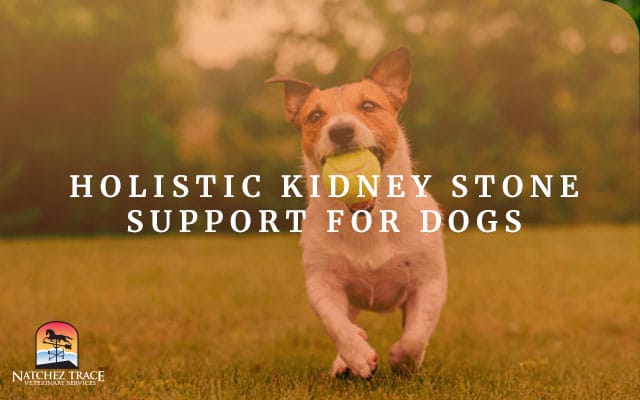 Image for Holistic Kidney Stone Support for Dogs