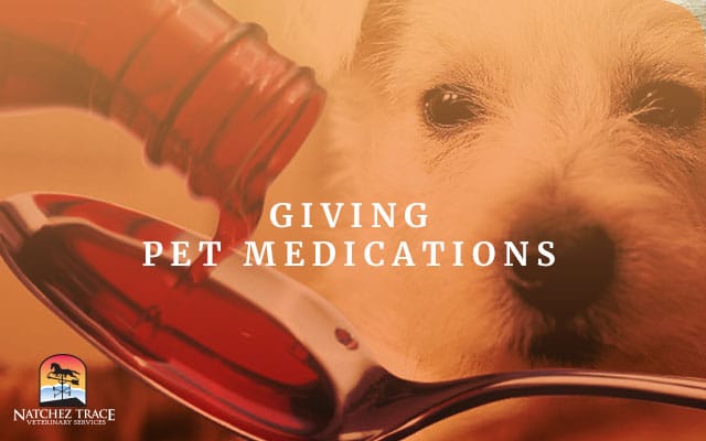Picture Of Dog With Proper Medication