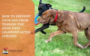 A Picture of Two Dogs Playing After Ligament Surgery
