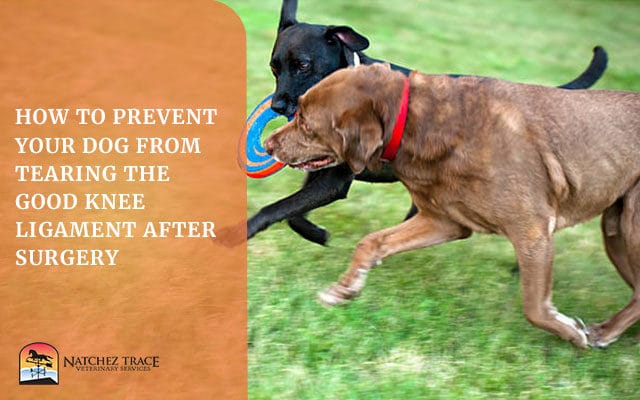 A Picture of Two Dogs Playing After Ligament Surgery