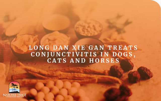 Long Dan Xie Gan Treats Conjunctivitis in Dogs, Cats and Horses