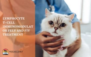 Cat Being Treated For Lymphocyte T Cell