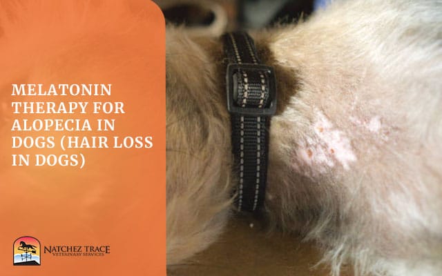 Image for Melatonin Therapy for Alopecia in Dogs (Hair Loss in Dogs)