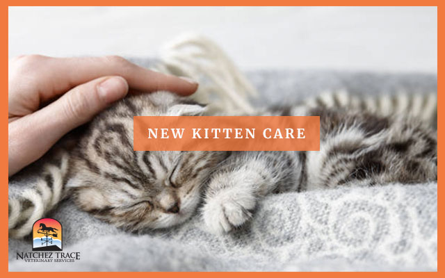 Image for Kitten Care: Tips For Raising A New Kitten
