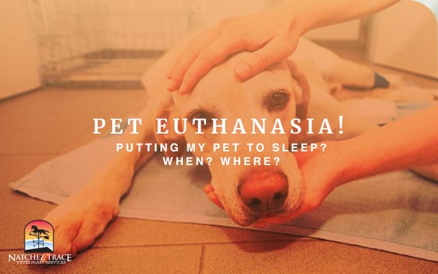 Pet Euthanasia