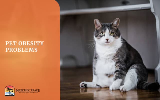 Picture Of Cat With Obesity Problem