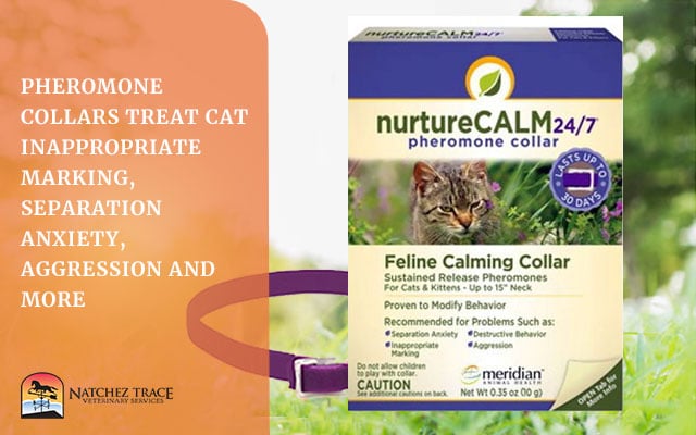 Feline Calming Collar box for cats