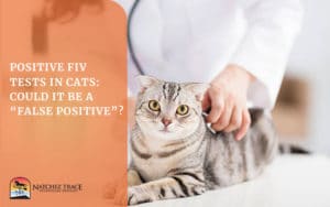 Picture of A Cat If Theres A Positive FIV