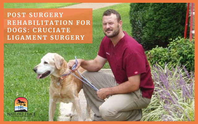 Image for Cruciate Ligament: Post Surgery Rehabilitation for Dogs