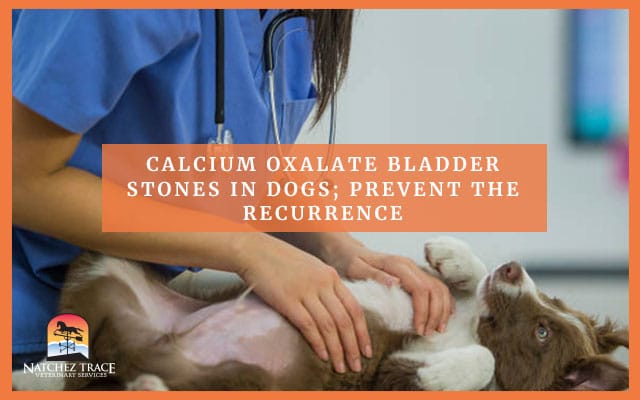 what causes calcium oxalate stones in dogs