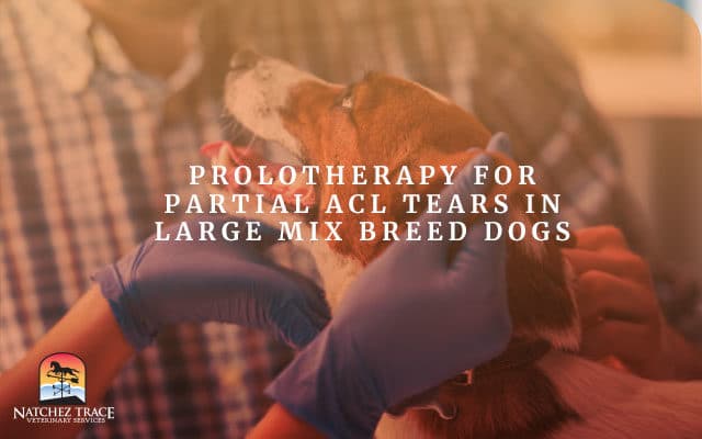 A Picture of Large Mix Breed Dog having Prolotherapy for Partial Acl Tears