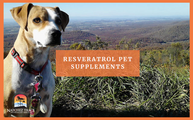 Image for Resveratrol Pet Supplements Image for Resveratrol Pet Supplements