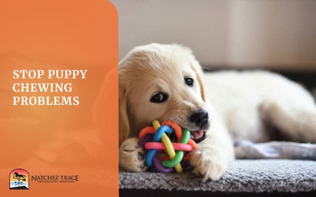 Image for How To Stop Puppy Chewing Problems Image for How To Stop Puppy Chewing Problems