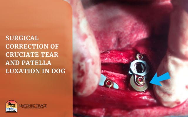 Surgical Picture Of A Dog Correcting Cruciate Tear And Patella Luxation