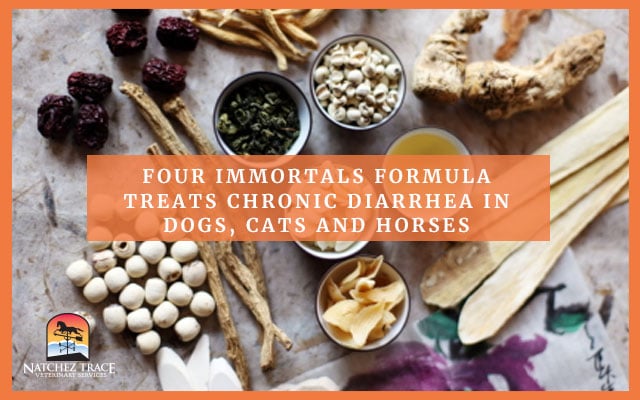 Herbal Fomula Treats Chronic Diarrhea in Pets