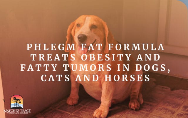 Phlegm Fat Formula Helps With Pet Obesity and Fatty Tumors in Dogs, Cats & Horses