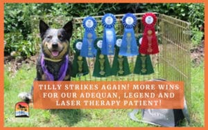 A Happy Dog Tilly Wins Adequan, Legend and Laser Therapy
