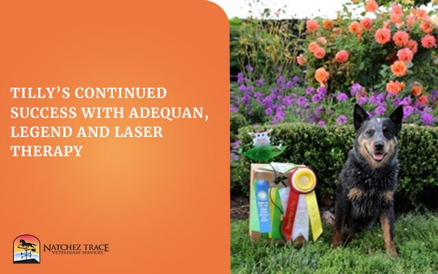 Image for Tilly's Continued Success with Adequan, Legend and Laser Therapy