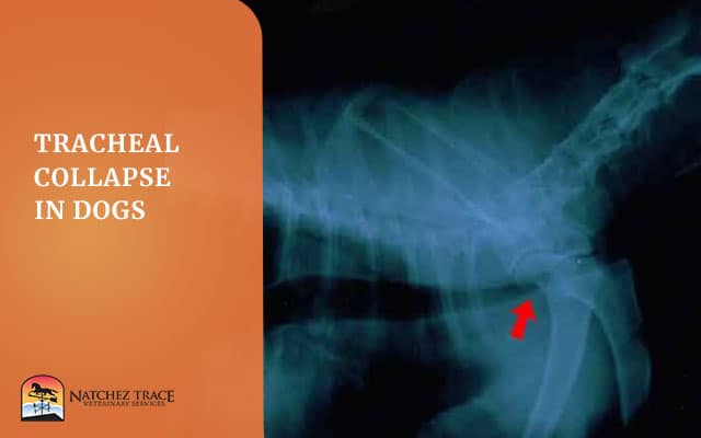 Xray of Dog With Tracheal
