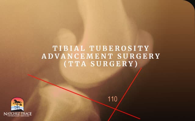 A Picture of a Bone from Tibial Tuberosity Advancement Surgery